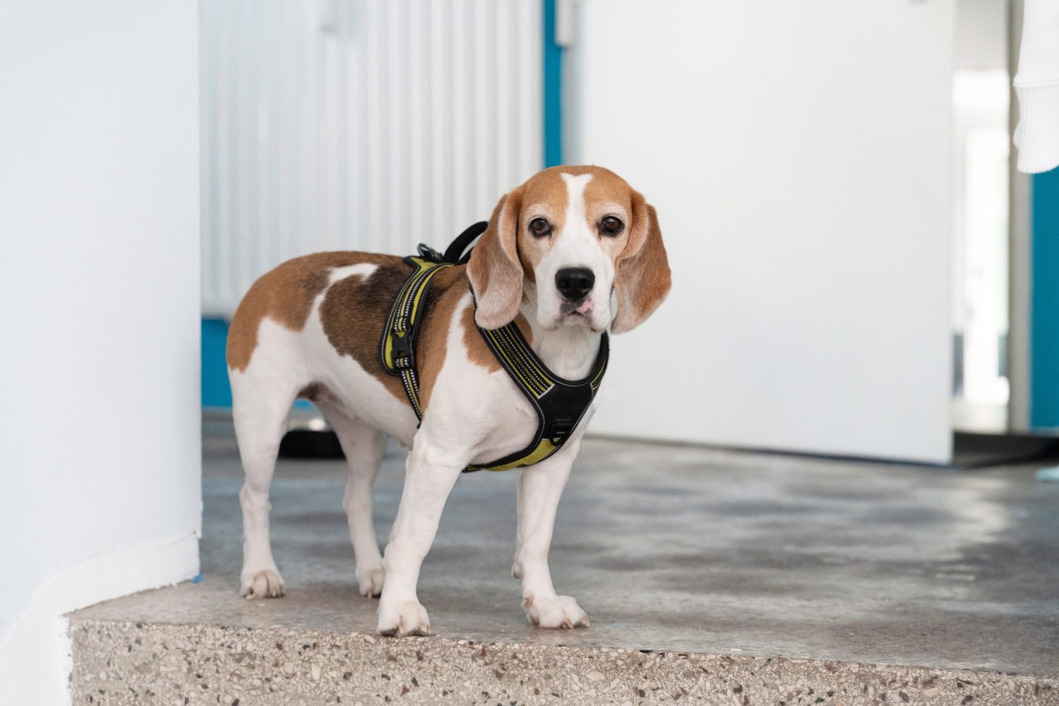 Pflegedienst Unique Care in Berlin Spandau - Unser Hund